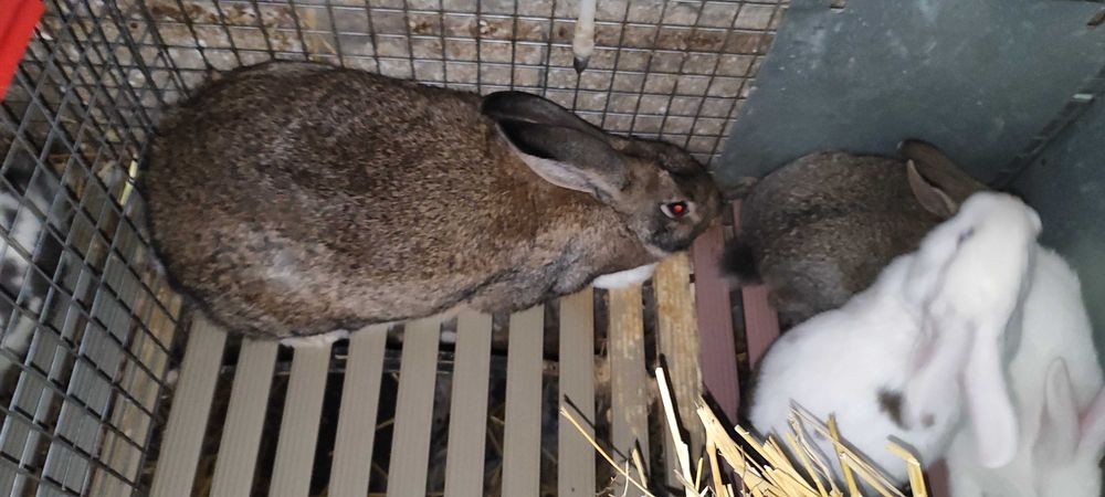 Coelhos para mudar de local