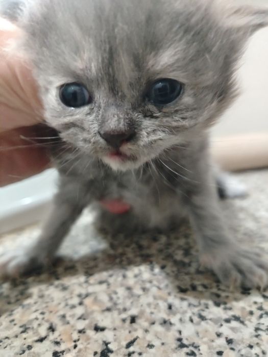 Lindíssima  menina persa blue