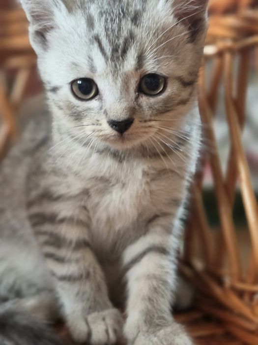 Кошенята, котики   шотландки  мармуровоі