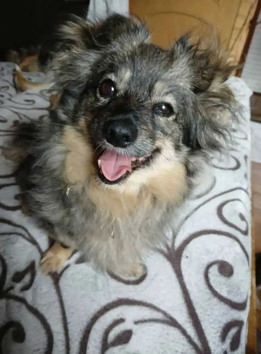 Mała sunia, 5kg Mróweczka