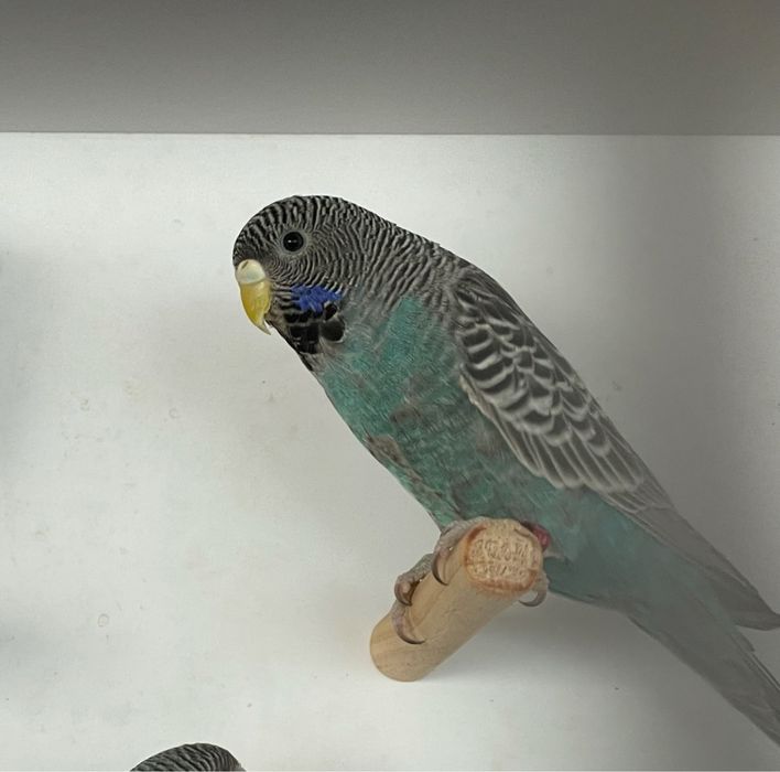 Tenho para ceder periquitos black face varias cores e ingeleses  de gr