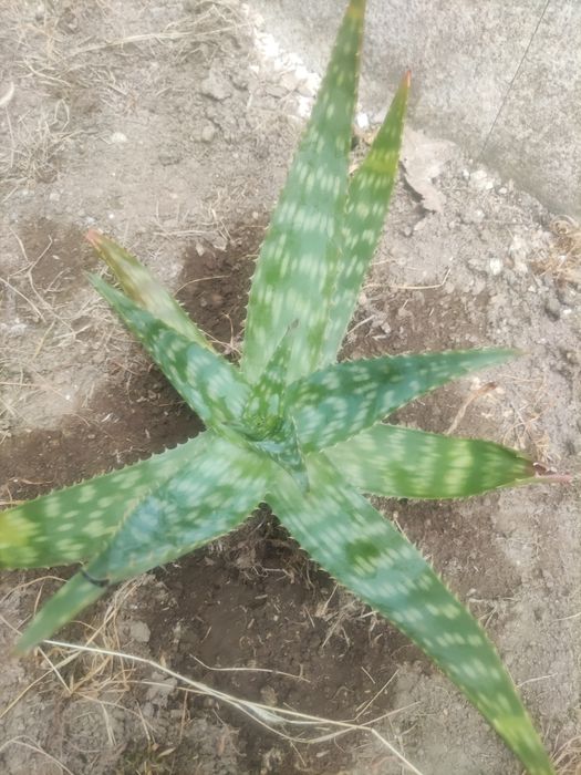 Cato aloe maculata