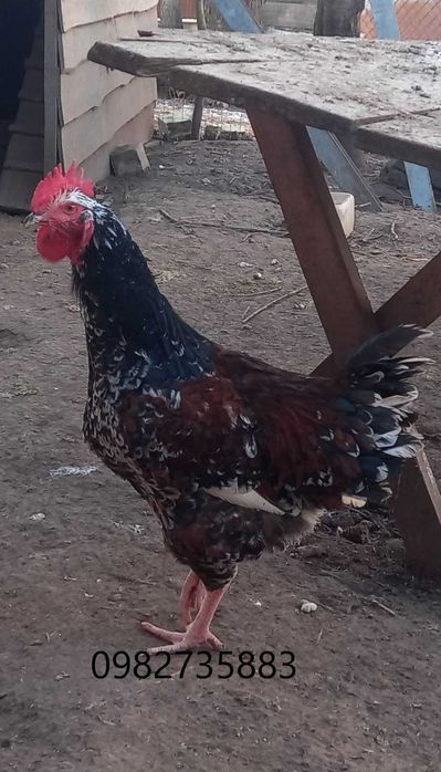 Продам І Я та курчат Лівенська ситцева
