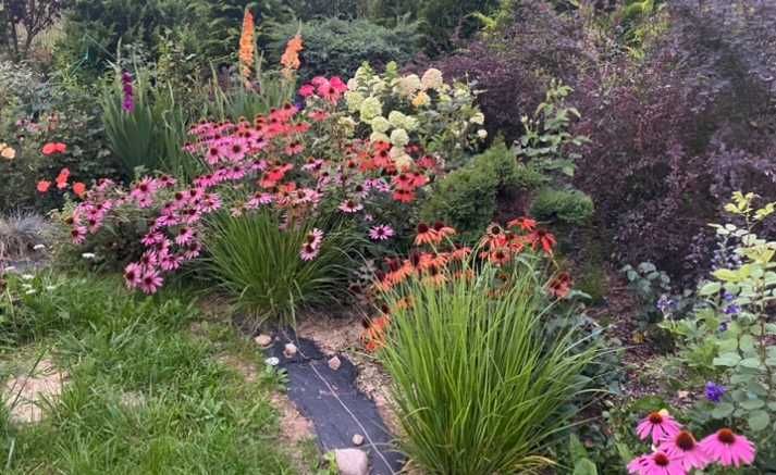 Jeżówki Byliny Kwiaty