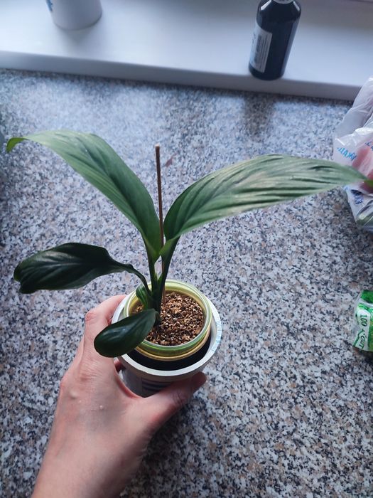 Спатіфіллум гігант Сенсація продам дітку