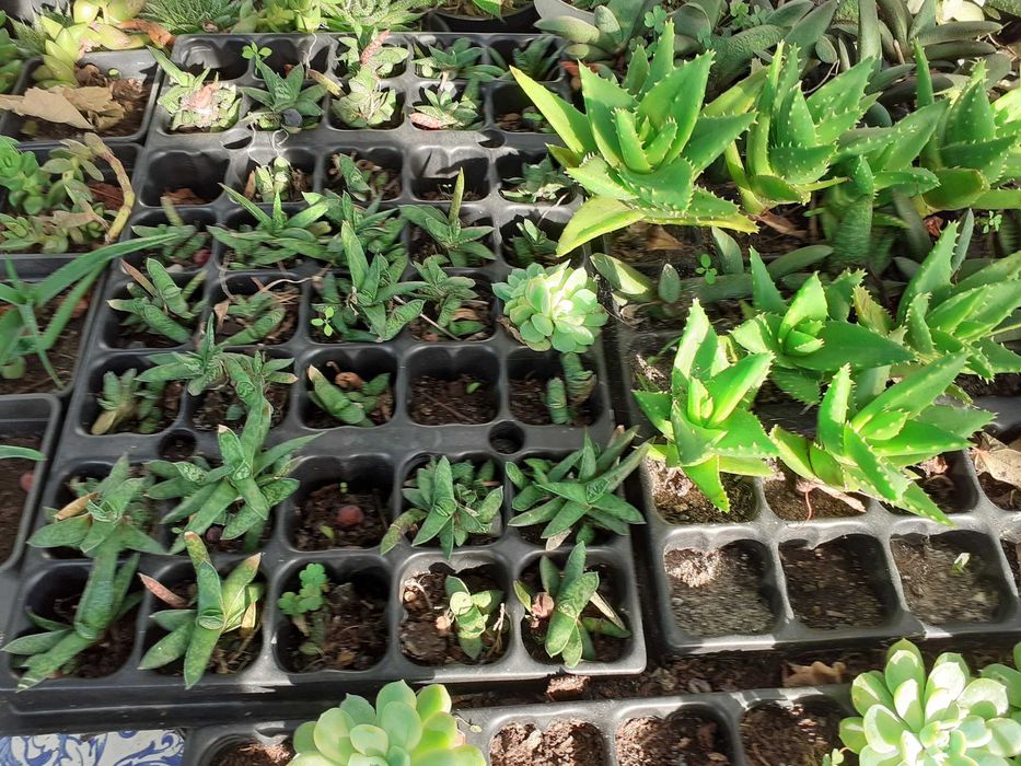 suculentas de varias variedades