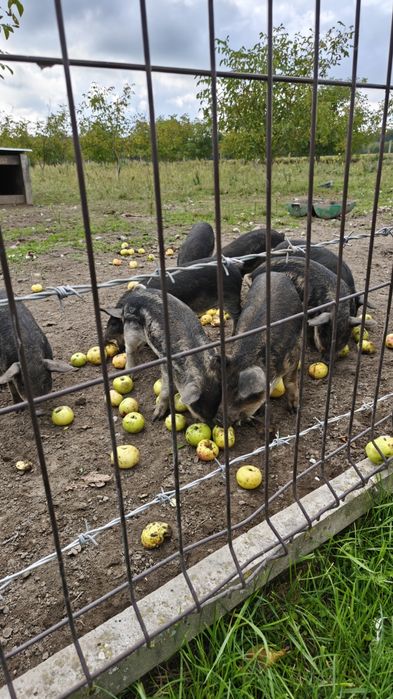 Mangalica prosięta