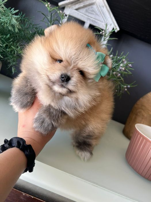 Lulu da Pomerânia. Ursinho Mini. Lop e Afixo . Russo.
