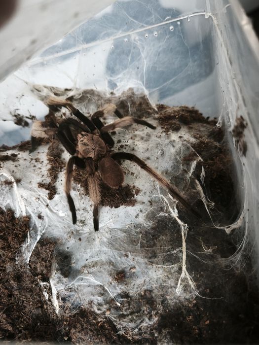 Chilobrachys natanicharum dorosły samiec