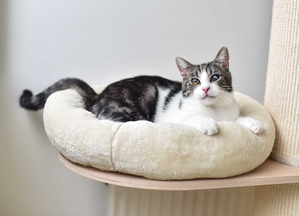 Kot do adopcji - BOBI, 1 rok