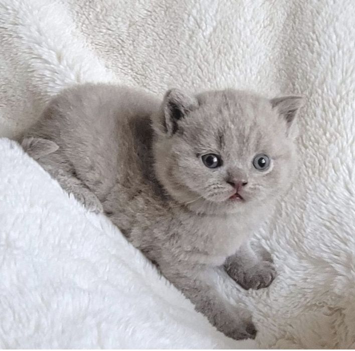 Gatinha British Shorthair Lilás