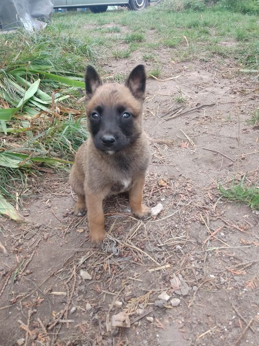 Szczenię Owczarek Belgijski Malinois