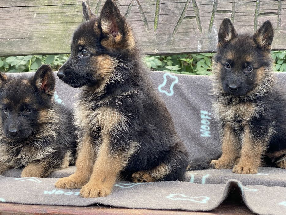 Німецька вівчарка