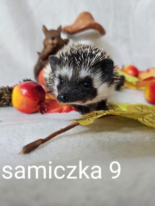 Jez jeżyki jeżolki jeż afrykanski jez pigmejski