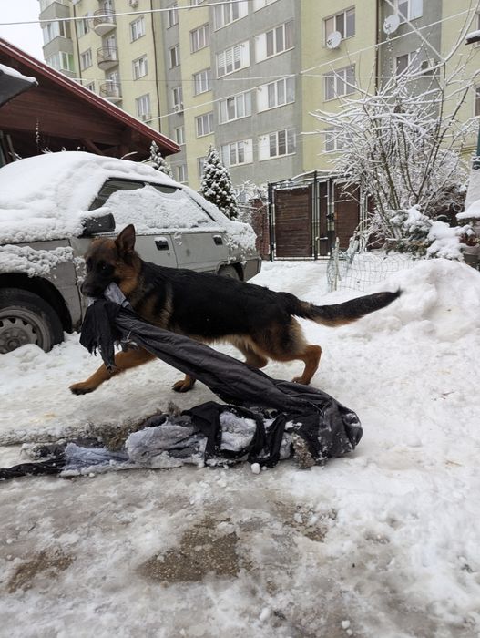 Німецька вівчарка
