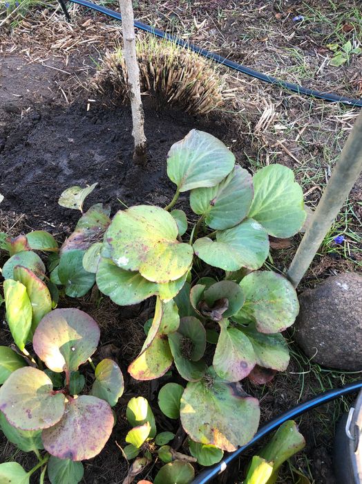 Bergenia kłącza 10 szt piękna bylina.Nadwyżki