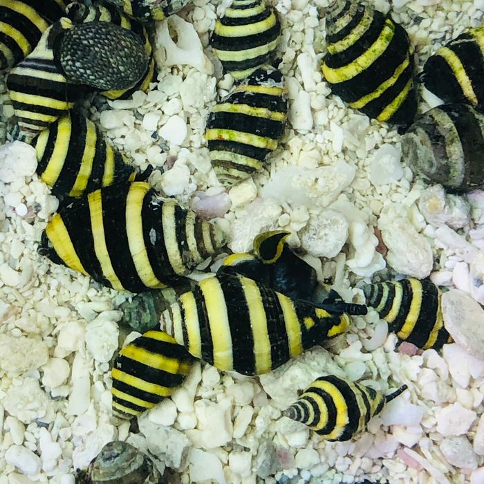 Pusiostoma mendicaria Ślimak Bumble bee Akwarystyka morska
