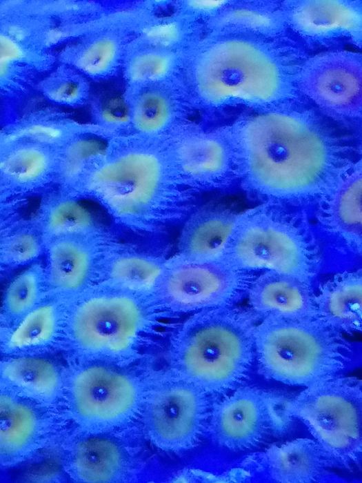 Rodacthis + palytoa + actinodiscos