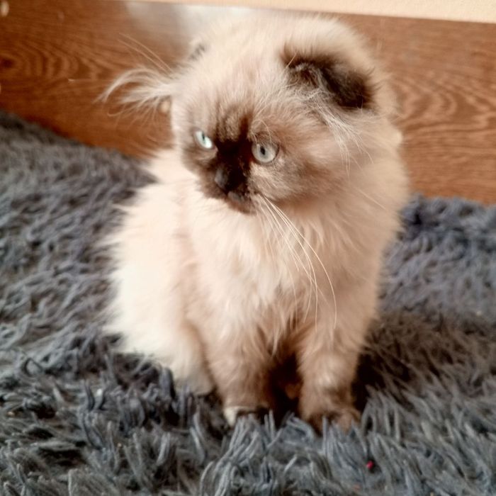 Кошеня шотландська  висловуха