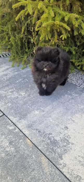 Szpic miniaturowy Pomeranian