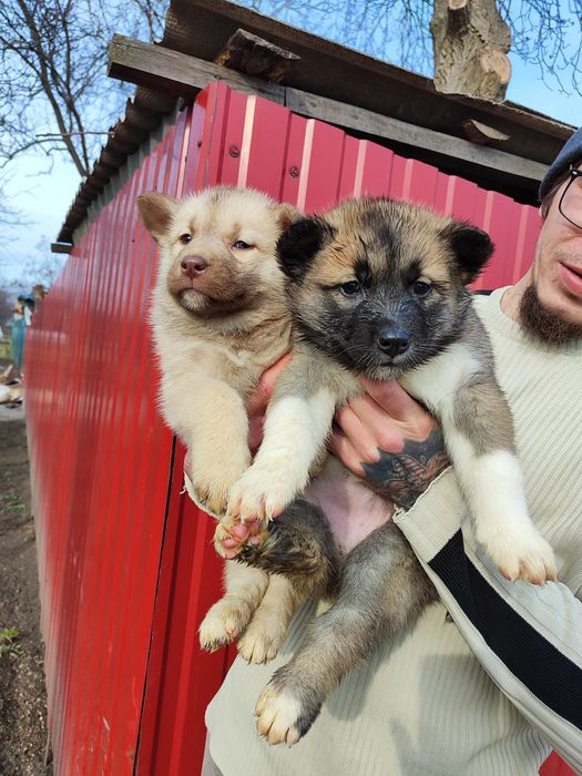 Продам помет американская акита