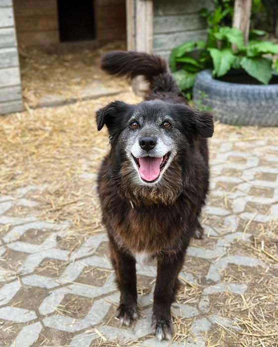 Pixie od 9 lat w schronisku czeka na swój dom