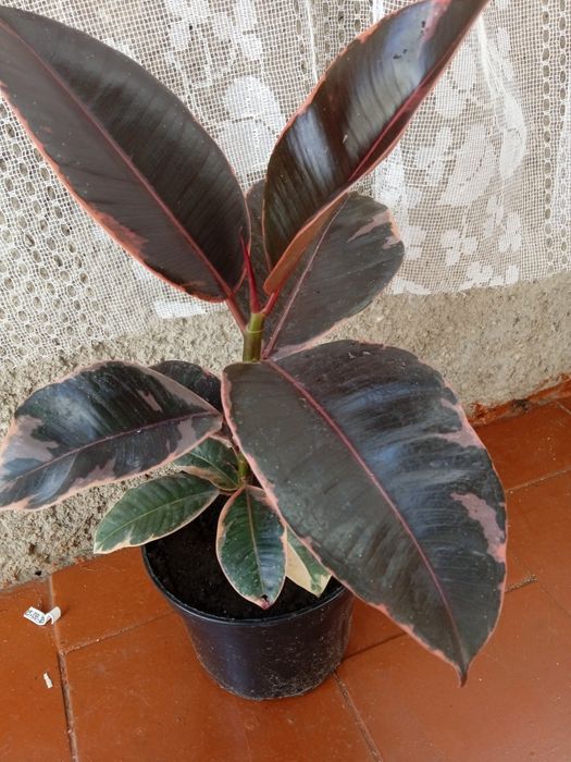 Продам вазонок фікус Рубін..