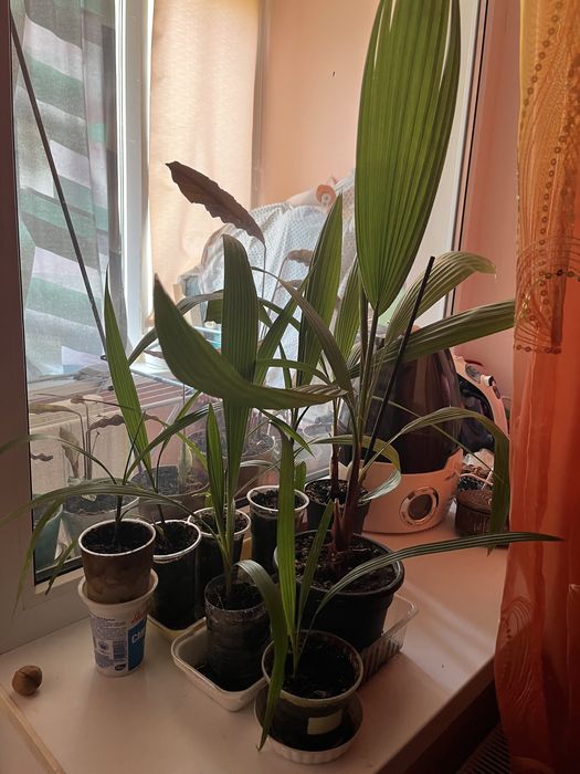 Пальма вашингтония нитеносная