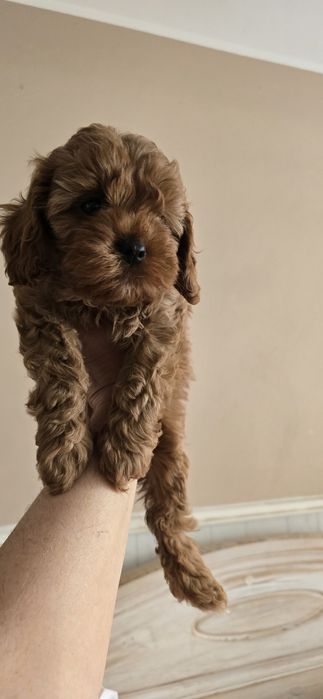 Cavapoo/ dziewczynka