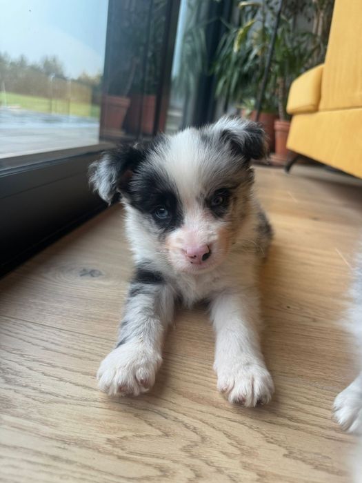 Border collie FCI piesek blue merle ZKwP szczenię