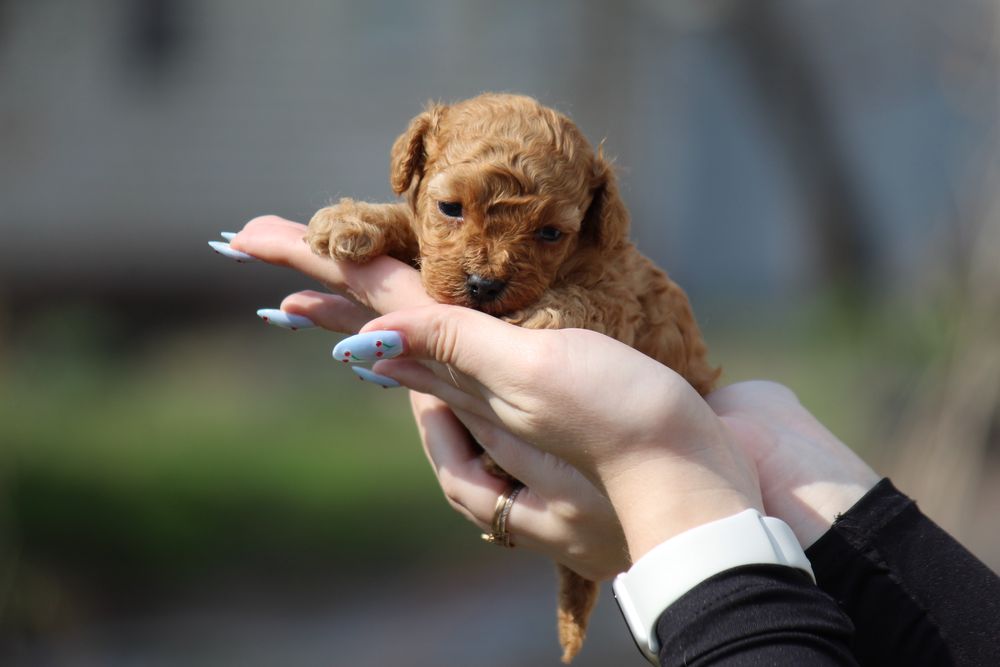 Резервируем,мальчик той пудель