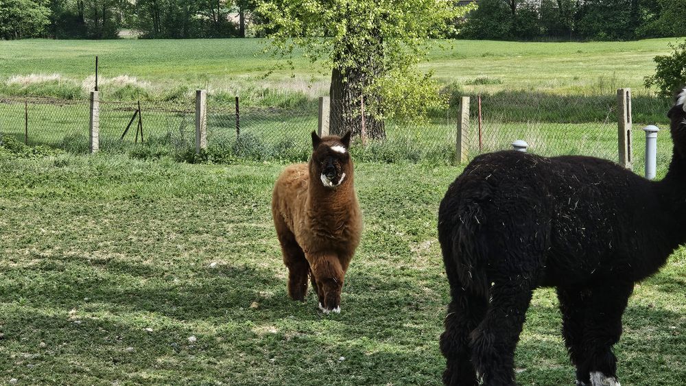 Sprzedam młodego samca alpaki