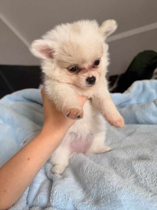 Malutkie pieski