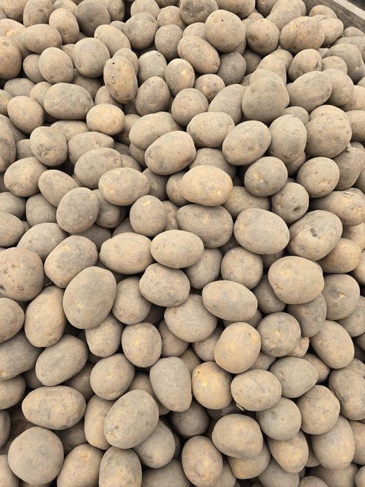 Ziemniaki jadalne wielkości sadzeniaka rok po centrali  50 gr/kg