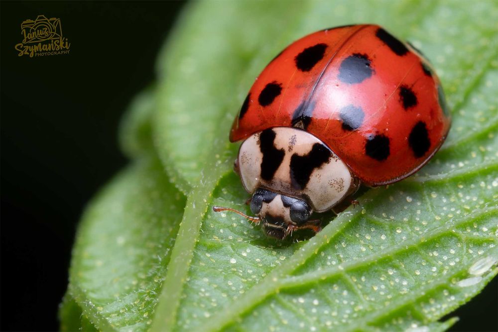Ręcznie wykonany dyfuzor MACRO Sony/Olympus/Panasonic/Nikon/Fuji/Canon