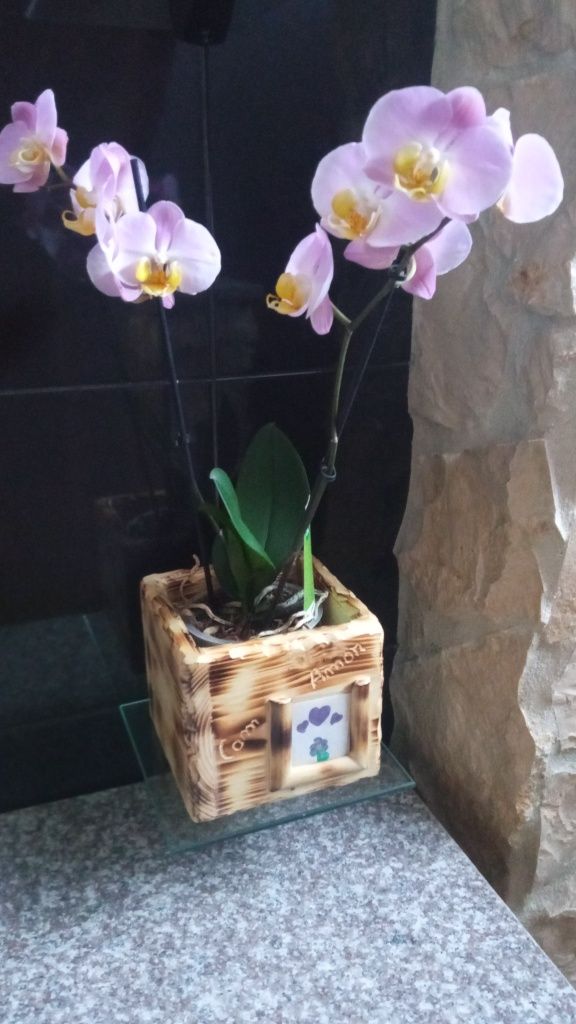 Vaso decorativo em madeira para orquídea Batalha • OLX Portugal