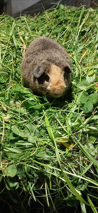 Морська свинка, Тедді