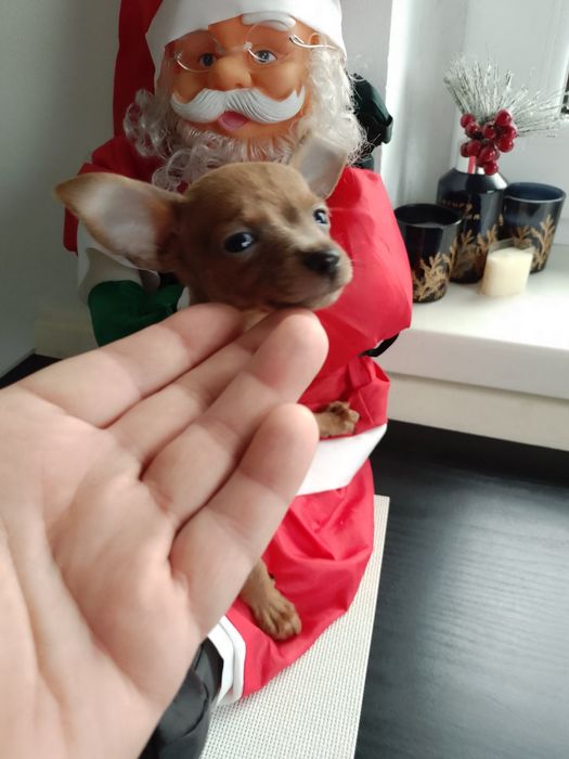 Цуценя той терьер хлопчик