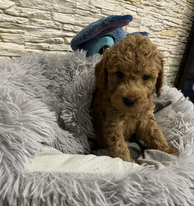 Samiec pudel miniaturowy genetyczne badania