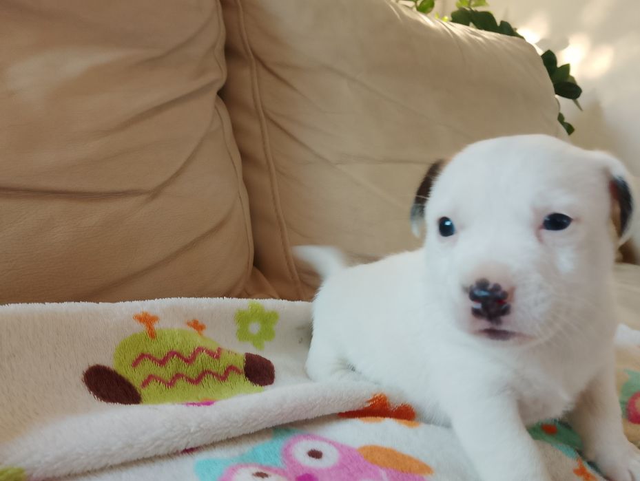Jack Russell terrier