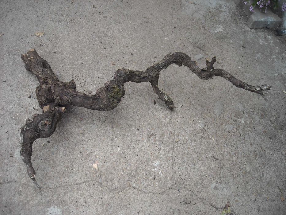 Tronco de videira antiga para decoraçao aquario terrario etc