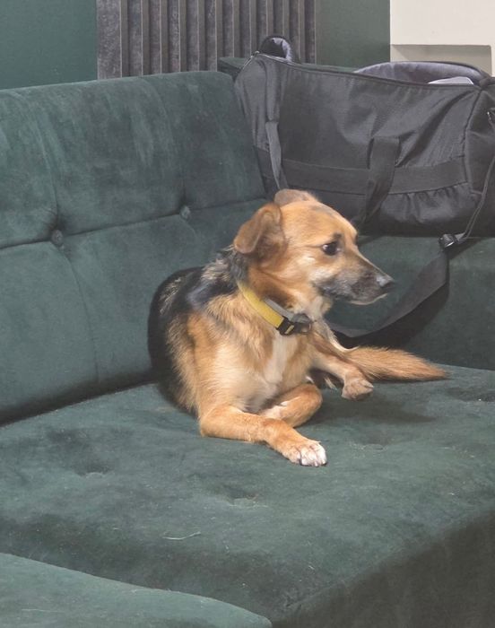 Mała Sasanka szuka domu