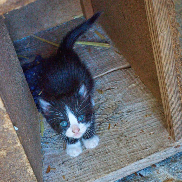 Gatinho (macho) para adoção
