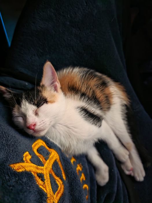 Gata com 3 meses para adoção na zona de Leiria