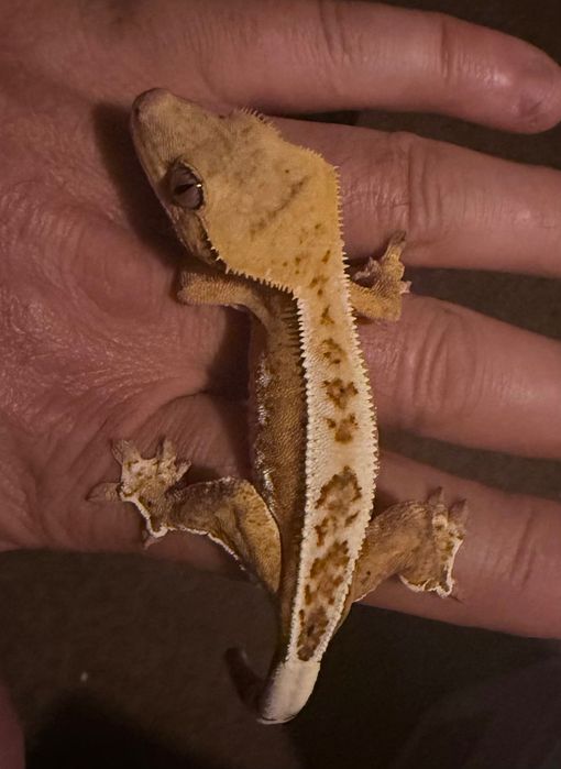 Gekon orzęsiony Crested gecko, pinstripe