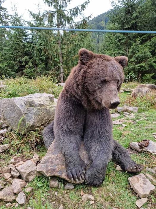 Котедж з 3 спальнями в Карпатах.Чан, сауна.Оренда подобово, відпочинок