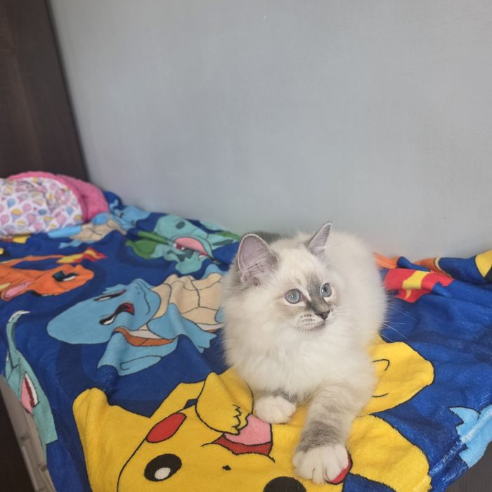 Śliczny kocurek Ragdoll