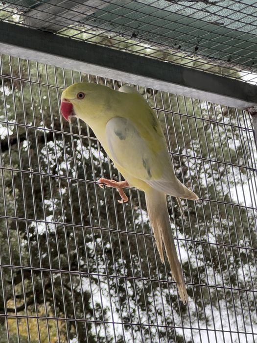 Varias mutacões Ring Necks