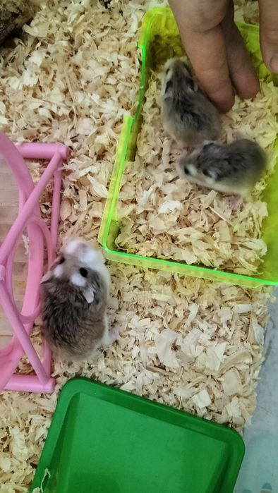 Chomiki Roborowskiego