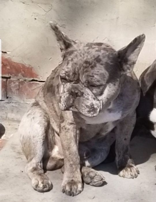 Взрослый мальчик французский бульдог